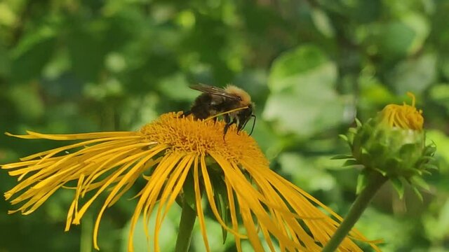 Shaggy yellow-brown bumblebee on a flower. On a large yellow flower of a tall elecampane (Inula helenium) a yellow-brown bumblebee crawls and there is flower nectar. Flowers sway in the wind.