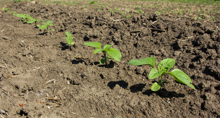 in the field of the farm sunflower sprouts grow in the spring