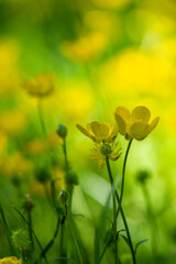 Buttercups Background