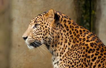 Fototapeta na wymiar Sitting wild leopard looking forward