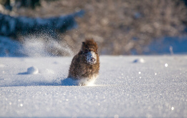 Wild pig running in the snow