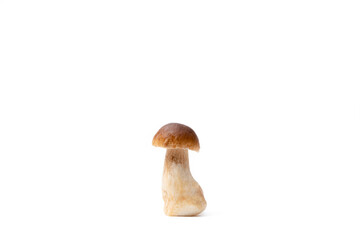 Fototapeta premium Single brown cap Boletus Edulis isolated on white background. Raw edible mushroom. Nobody