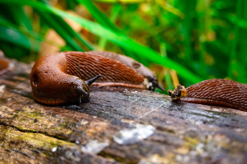 Close up view of common brown Spanish slug on wooden log outside. Big slimy brown snail slugs crawling in the garden - obrazy, fototapety, plakaty