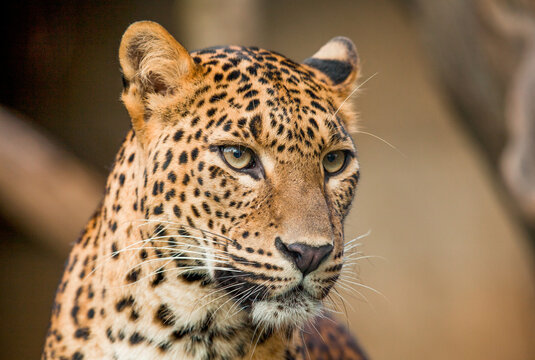 Sitting wild leopard looking forward