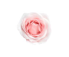 Top view single soft texture of rose flowers isolated on white background ,clipping path