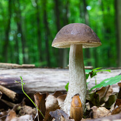 mushroom in the natural environment in the forest
