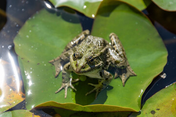 Frog