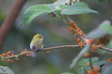 Oriental White-eye, a native bird in South East Asia