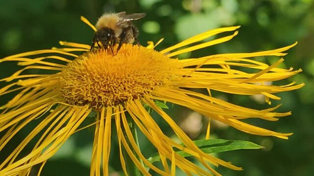 Shaggy yellow-brown bumblebee on a flower. On a large yellow flower of a tall elecampane (Inula helenium) a yellow-brown bumblebee crawls and there is flower nectar. Flowers sway in the wind.