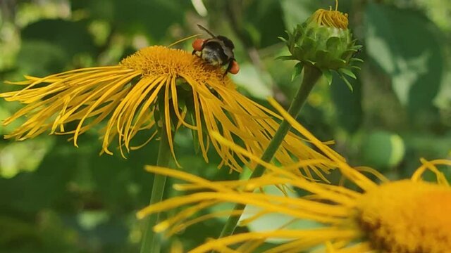Shaggy white-black bumblebee on a flower. On a large yellow flower of a tall elecampane (Inula helenium), a yellow-brown bumblebee with orange pouches on its paws crawls and there is flower nectar.