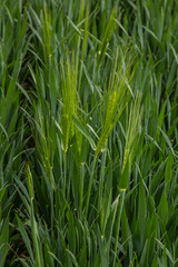 spikelets of green rye grow in the field of the farm in summer