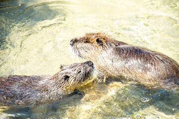 Beaver