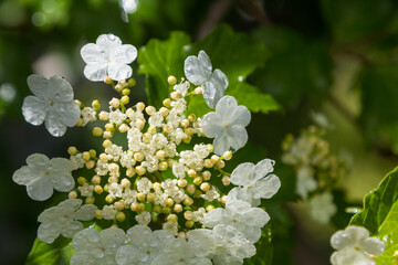 Viburnum flower with green leaves on sky background in sunny weather