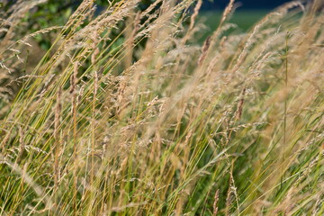 yellowed wild cereals on a background. countryside. summer, autumn.