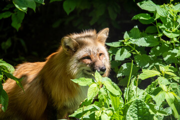 Fox in forrest
