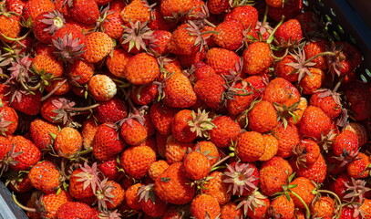 ripe strawberries harvested. background. summer sunny day. close up