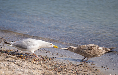 Fighting Birds