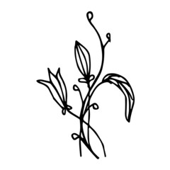 Doodle young lily shoots on a white background