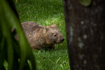 Wombat on grass, close up