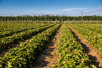 Strawberry farm and agriculture in field