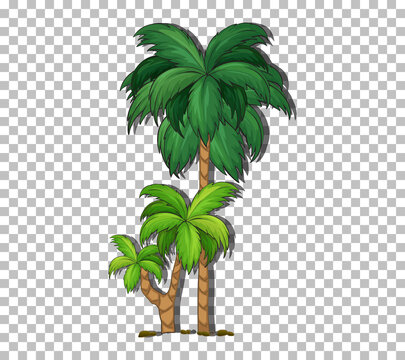 Palm tree on transparent background