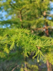 pine needles