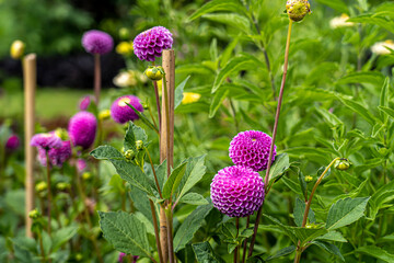 rosa blühende Pompom-Dahlie 