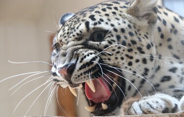 Obraz premium portrait of a Persian leopard who is roaring.