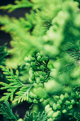 Green coniferous evergreen natural background with selective focus.