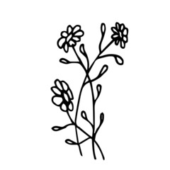 Doodle medicinal herb with flowers on a white background is isolated. Abstract chamomile can be used for the design of packaging of medicinal cosmetics, clothing