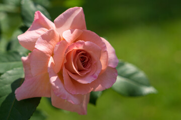 beautiful pink rose blossom in the sunny summer garden floral close-up