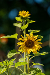 flower head of the sunflower