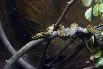 the rattle snake wrapped around a tree branch.