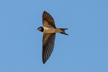 Barn swallow (Hirundo rustica). It is the most widespread species of swallow in the world. It is a...