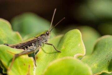 beautiful grasshopper on leaves in summer