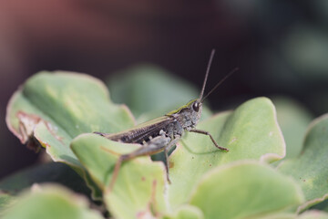 beautiful grasshopper on leaves in summer
