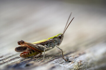 beautiful grasshopper on leaves in summer