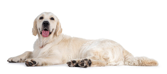 Handsome young adult male Golden Retriever dog, laying down side ways. Tongue out of mouth, looking straight to camera. Isolated on a white background.
