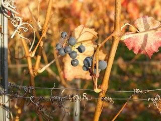 the remains of grapes hanging on the vine in the late autumn