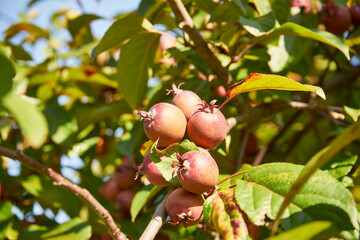 apple tree, wild apple tree, malus sylvestris