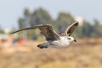 Juvenile specimen of Yellow-legged gull (Larus michahellis) in flight