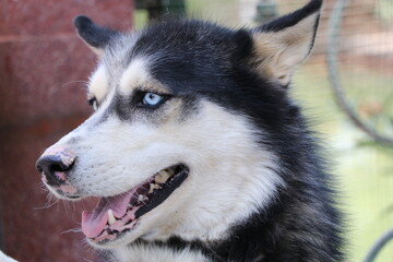 Portrait of a Siberian Husky. The Siberian Husky is a medium-sized working sled dog breed. It is recognizable by its thickly furred double coat, erect triangular ears.