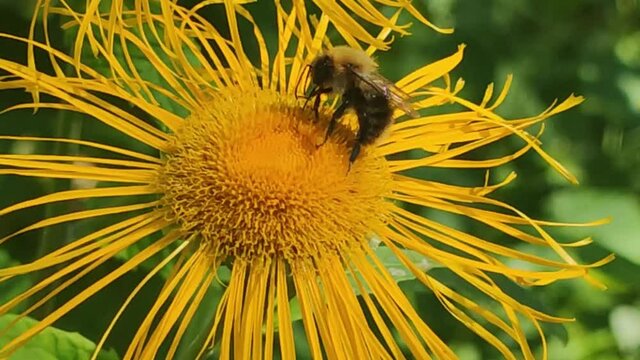 Shaggy yellow-brown bumblebee on a flower. On a large yellow flower of a tall elecampane (Inula helenium) a yellow-brown bumblebee crawls and there is flower nectar. Flowers sway in the wind.