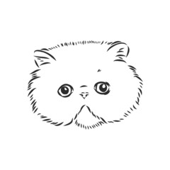 Hand drawing Persian cat persian cat vector sketch