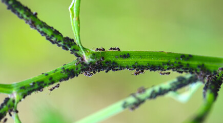 Black ants on the peduncle are covered with larvae of the pest. Ants are hardworking nurses.