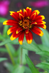 Zinnia elegans flower, zinnia red and white flower close - up view