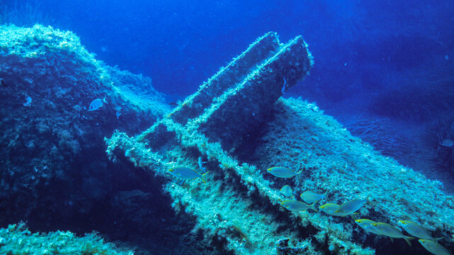 A shoal of Saupe (Sarpa salpa) swim over a sunken girder on the Mediterranean island of Malta
