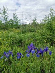 flowers in the garden