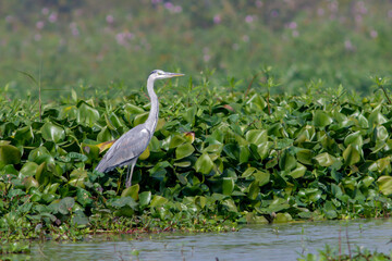 grey heron is a long-legged predatory wading bird of the heron family, Ardeidae, native throughout temperate Europe and Asia and also parts of Africa.