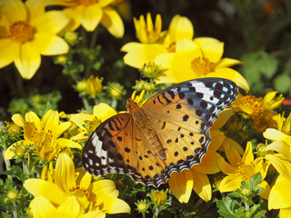 黄色い花の蜜を吸うツマグロヒョウモン蝶のメス